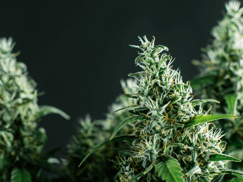 Beyond The High : How Cannabis is Changing Our World